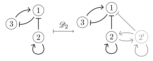 A directed network before and after duplicating a vertex and its incident edges