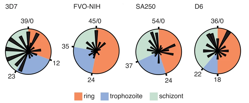 Polar plots showing phases of periodic gene expression across four malaria parasite strains